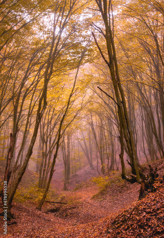 Misty autumn forest with an enchanted look