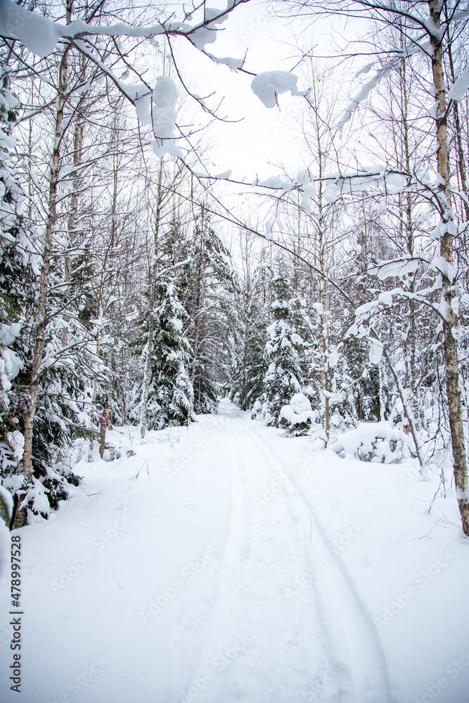 Obraz premium Winter forest after snow storm. Natural background