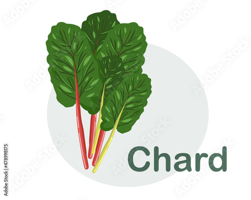 Rainbow chard isolated on white background hand drawn flat vector illustration.