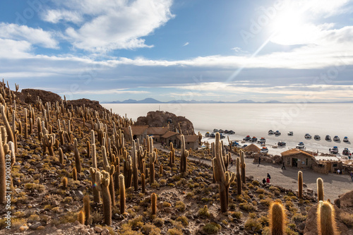Cardon cactus (Echinopsis atacamensis), growing near the entrance to Isla Incahuasi, on the Salar de Uyuni, Bolivia photo