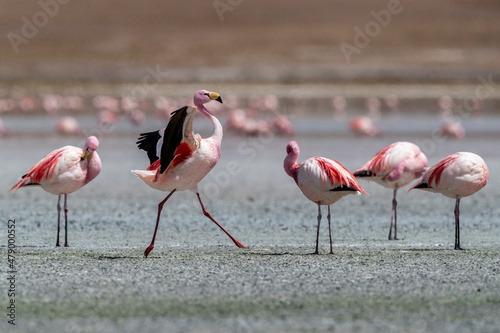 Rare James's flamingos (Phoenicoparrus jamesi), Eduardo Avaroa Andean Fauna National Reserve, Bolivia photo