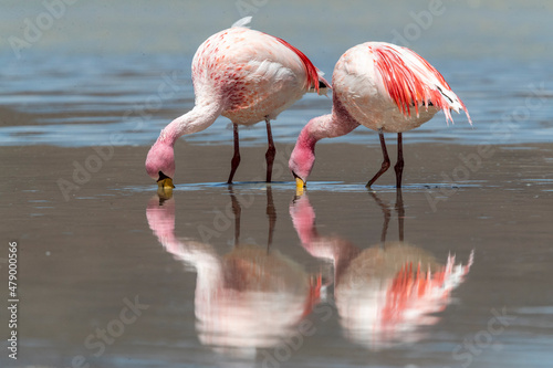Rare James's flamingos (Phoenicoparrus jamesi), Eduardo Avaroa Andean Fauna National Reserve, Bolivia photo