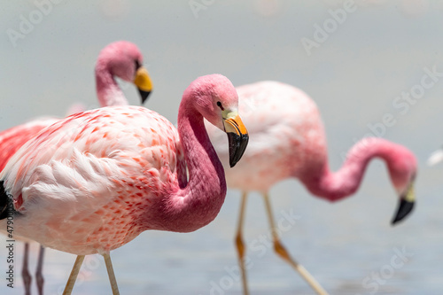 Andean flamingos (Phoenicoparrus andinus), Eduardo Avaroa Andean Fauna National Reserve, Bolivia photo