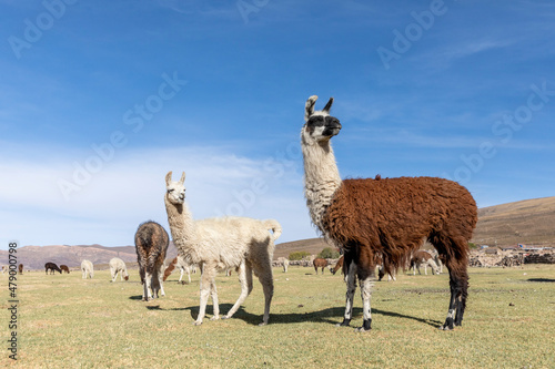 Llamas (Lama glama), feeding near Coqueza, a small town near the Thunupa Volcano, Salar de Uyuni, Bolivia