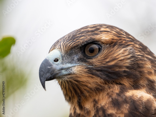 A juvenile Galapagos hawk (Buteo galapagoensis), Rabida Island, Galapagos photo