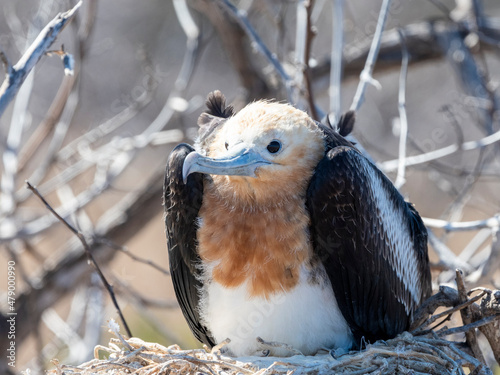 A juvenile great frigatebird (Fregata minor) in the nest on North Seymour Island, Galapagos photo