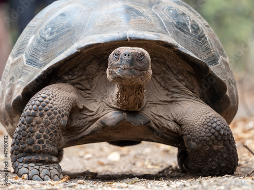 A Galapagos giant tortoise (Chelonoidis spp) in Urbina Bay, Isabela Island, Galapagos photo