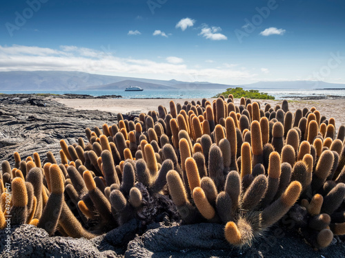 Lava cactus (Brachycereus nesioticus), endemic to the Galapagos, Fernandina Island, Galapagos, UNESCO World Heritage Site