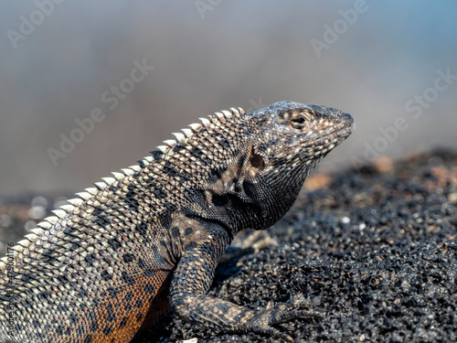 An adult Galapagos lava lizard (Microlophus albemarlensis), North Seymour Island, Galapagos photo