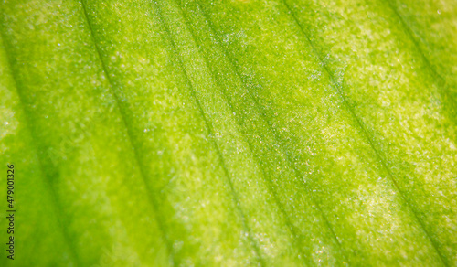 Abstract green leaf background in a macro.