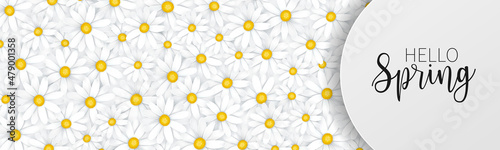 Hello Spring banner or newsletter header. Tender white realistic daisy flowers. Floral promo design. Vector illustration.
