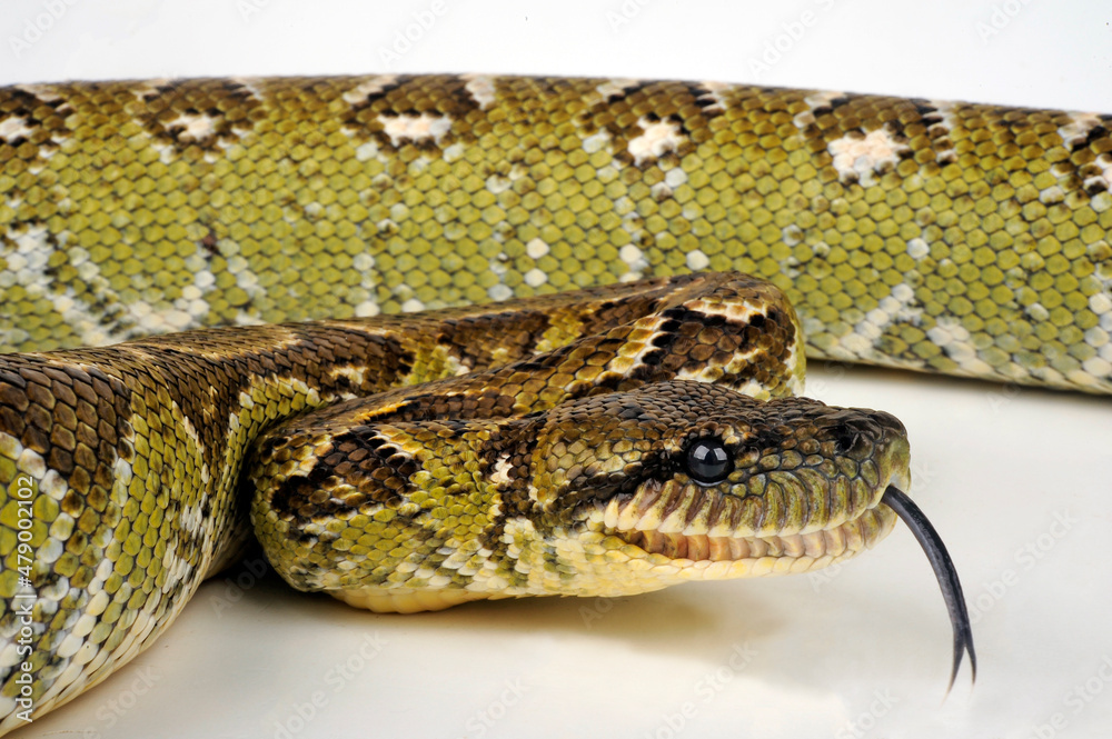 Madagaskar-Hundskopfboa // Madagascar tree boa (Sanzinia madagascariensis) Madagaskar-Hundskopfboa // Madagascar tree boa (Sanzinia madagascariensis)