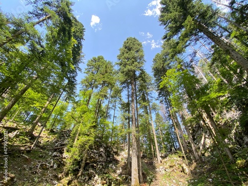 Mixed mountain forest in the area of Golubinjak forest park in Gorski kotar - Sleme, Croatia (Miješana goranska šuma na prostoru park šume Golubinjak u Gorskom kotaru - Sleme, Hrvatska) photo