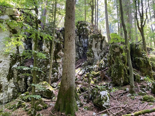 Mixed mountain forest in the area of Golubinjak forest park in Gorski kotar - Sleme, Croatia (Miješana goranska šuma na prostoru park šume Golubinjak u Gorskom kotaru - Sleme, Hrvatska) photo