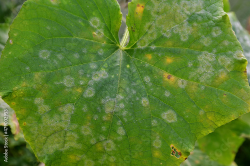 Obraz na plátne Cucumber leaf affected by the disease, with white and yellow spots
