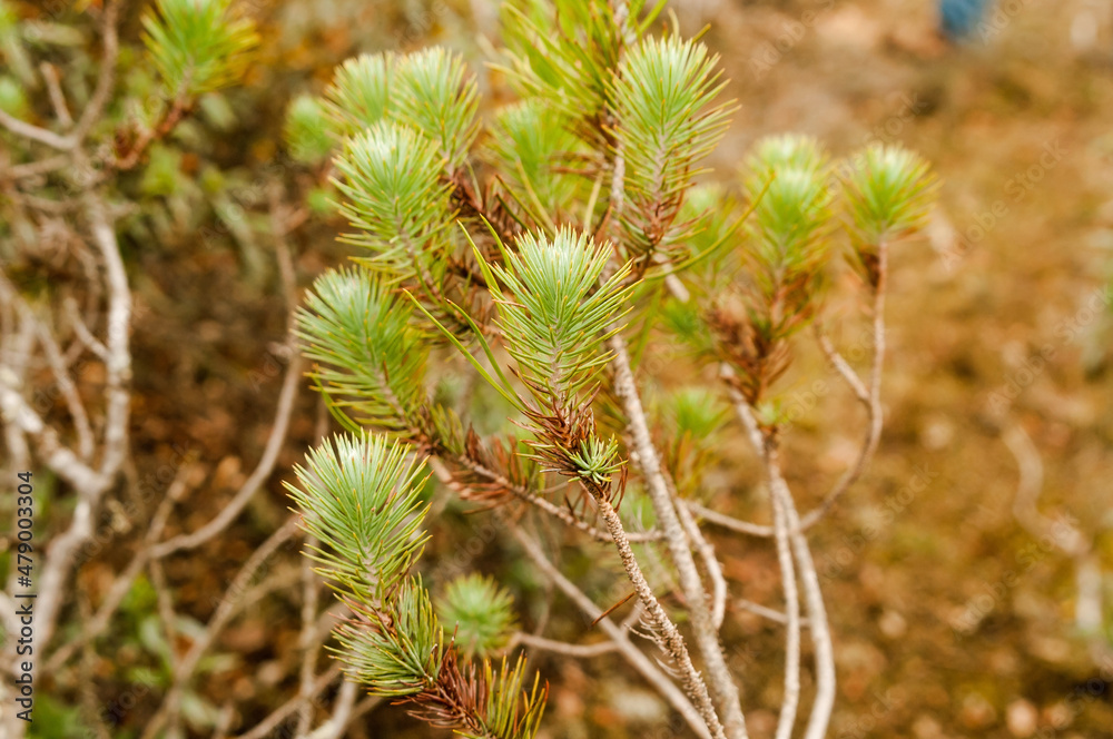 Juvenile foliage with needles of a stone pine specimen in autumn. Pinus pinea, in a forest in Zamora, Spain. Juvenile foliage with needles of a stone pine specimen in autumn. Pinus pinea, in a forest in Zamora, Spain.