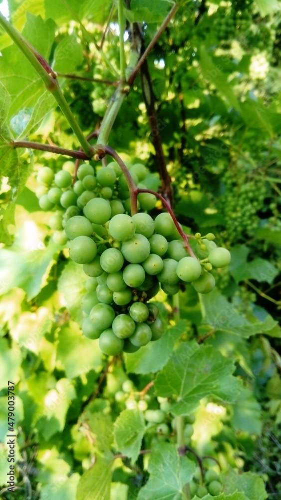 Grapes Grapes