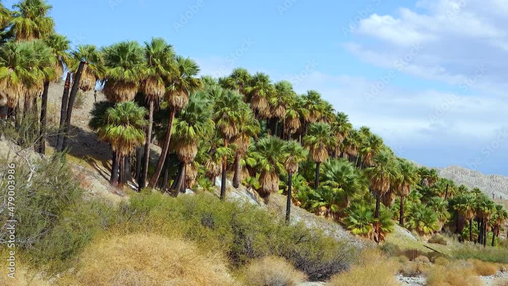 Palm trees rise in the desert at Thousand Palms Oasis near Coachella Valley Preserve. Villis palms oasis. California Palm trees rise in the desert at Thousand Palms Oasis near Coachella Valley Preserve. Villis palms oasis. California