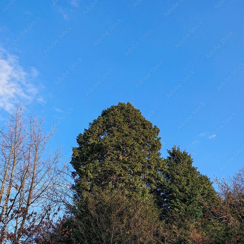 Obraz premium Look up at the sky