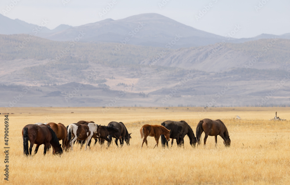 Horses on a pasture in the mountain steppe against the background of mountains in the haze. Altai, Russia. Horses on a pasture in the mountain steppe against the background of mountains in the haze. Altai, Russia.