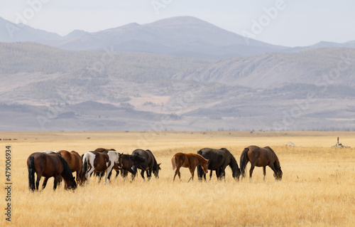 Horses on a pasture in the mountain steppe against the background of mountains in the haze. Altai, Russia. © Galina