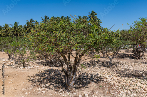 Frankincense tree, Al-Baleed Archaeological Park, Salalah photo