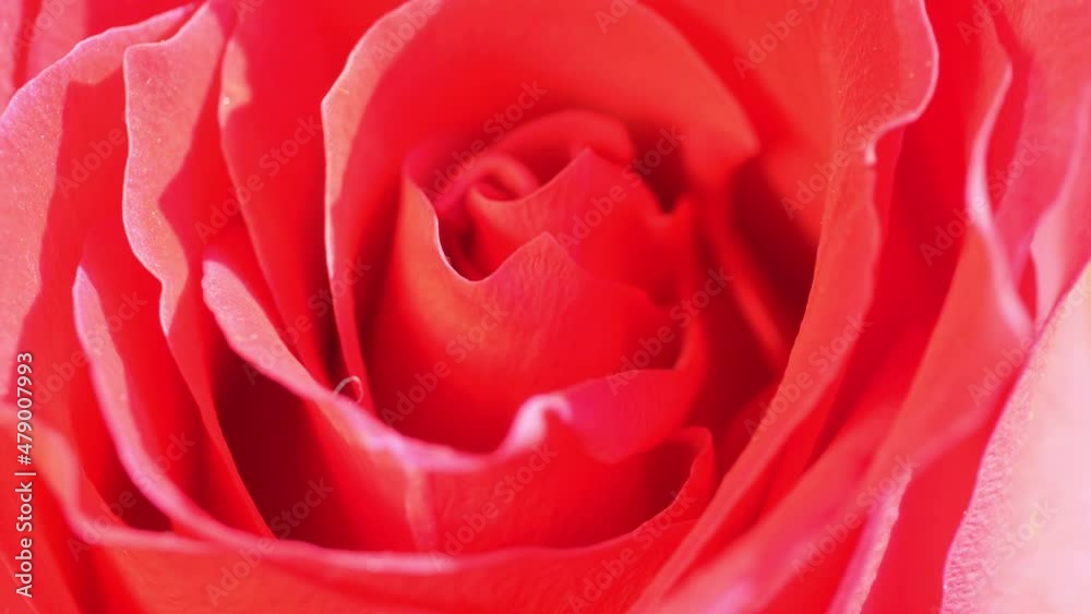 Rotating rose in the bouquet in 4k Rotating rose in the bouquet in 4k