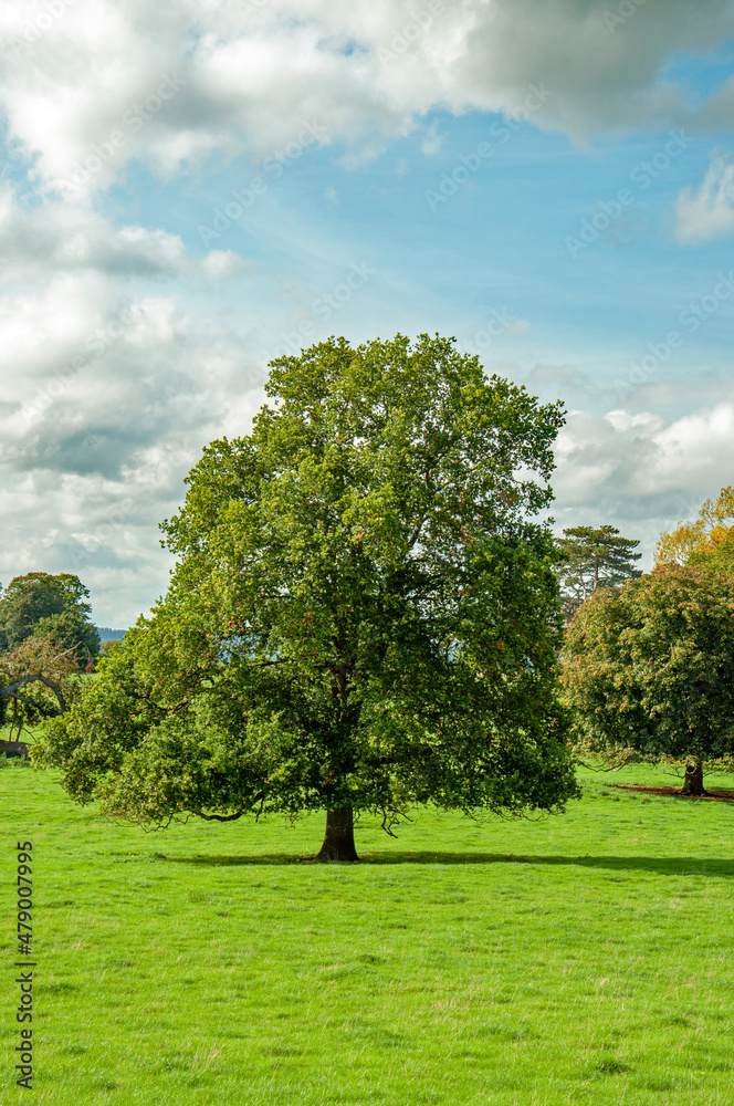 Summertime trees in the park