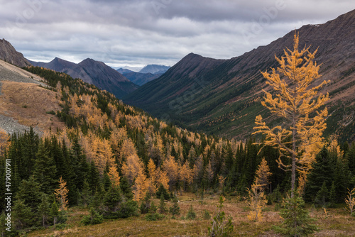 View of Canadian Rockies with autumn larch trees from Ptarmigan Cirque Trail near Peter Lougheed Provincial Park, Kananaskis, Alberta, Canada
