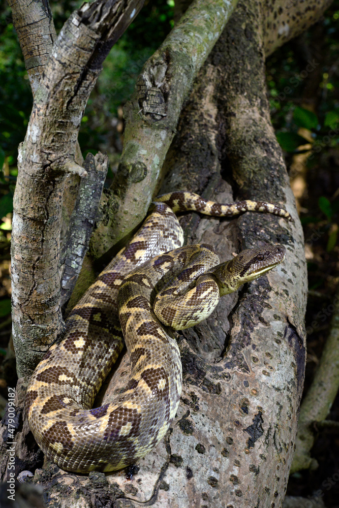 Fototapeta premium Madagaskar-Hundskopfboa // Madagascar tree boa (Sanzinia madagascariensis)