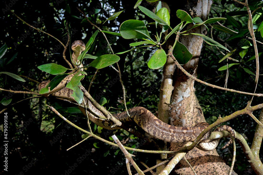 Fototapeta premium Madagaskar-Hundskopfboa // Madagascar tree boa (Sanzinia madagascariensis)