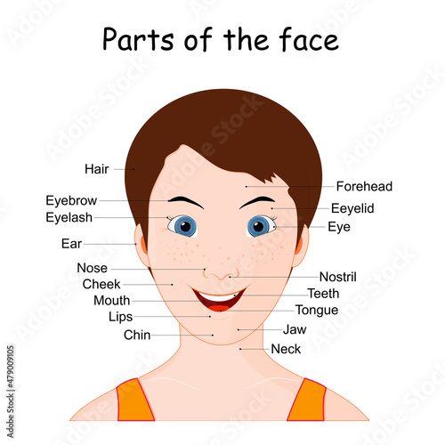 Parts of the human face