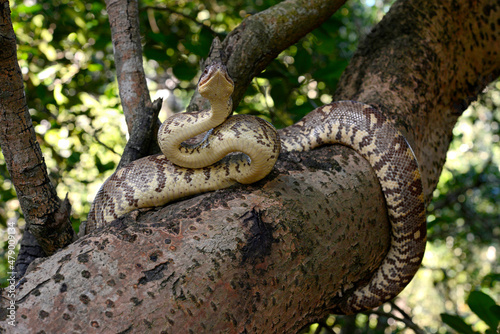 Madagascar tree boa // Madagaskar-Hundskopfboa (Sanzinia madagascariensis) photo