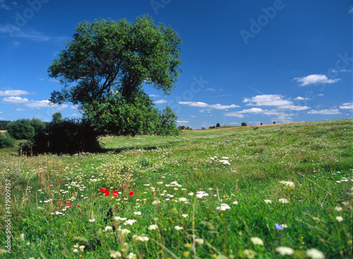 Fototapeta Naklejka Na Ścianę i Meble -  Masurian landscape near Snirdwy Lake, Poland