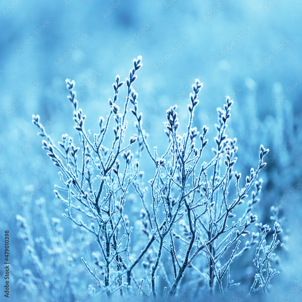 Bushes wrapped in frost and snow with a magical blue winter background