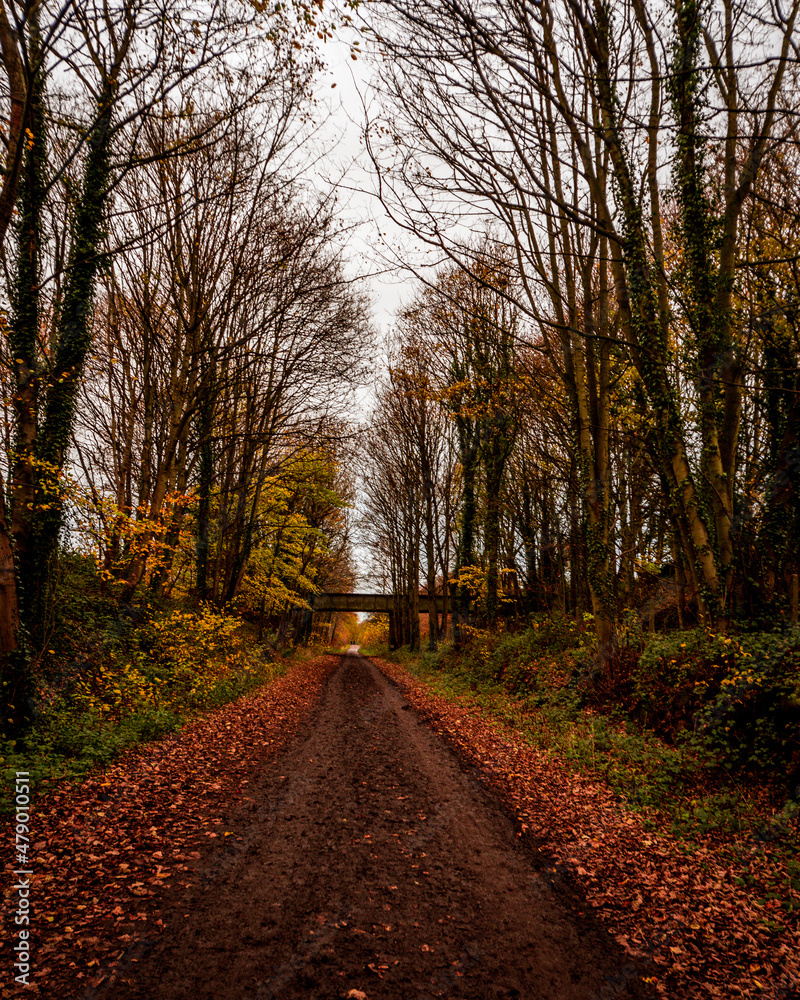 Muddy path in autumn