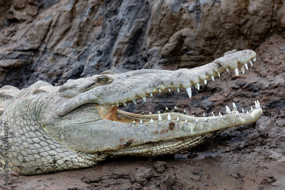 Fototapeta premium Resting crocodile with opened mouth full of tooths, American crocodile (Crocodylus acutus), Rio Tarcoles, Costa Rica Wildlife