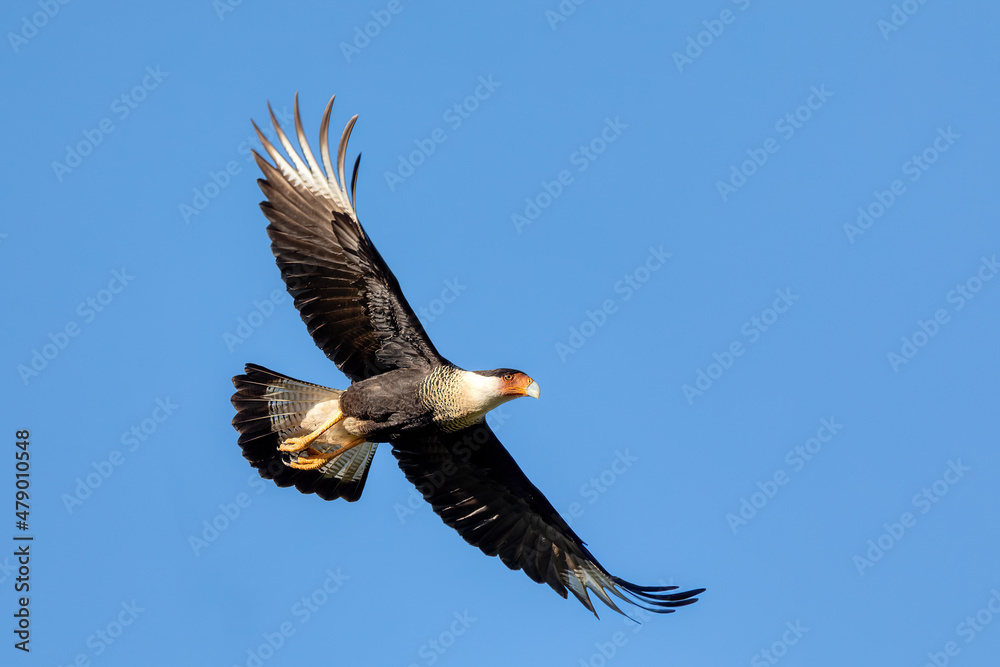 Naklejka premium Crested caracara, (Caracara plancus) flying on blue sky, Guanacaste Costa Rica wildlife
