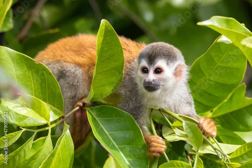 Obraz Central American squirrel monkey (Saimiri oerstedii), Quepos, Costa Rica wildlife
