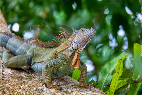 Green iguana (Iguana iguana) on tree in tropical rainforest, Tortuguero, Costa Rica wildlife