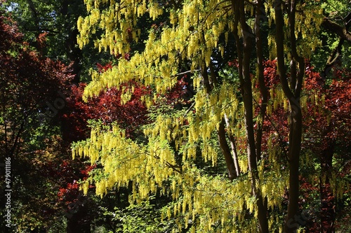 Golden chain tree in bloom - laburnum photo