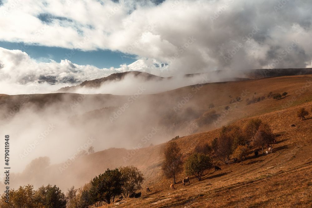 The tract of Jila-Su (Dzhily-Su). The snowy peak of Elbrus in the autumn fog. A picturesque landscape with a mountain, fog and trees. Natural relief. Cows graze.