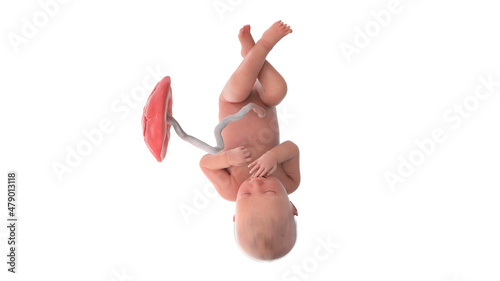 3d rendered medically accurate illustration of a human fetus - week 36 photo