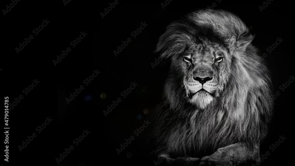 Lion king isolated on black , Portrait Wildlife animal , Close the eyes Lion king isolated on black , Portrait Wildlife animal , Close the eyes