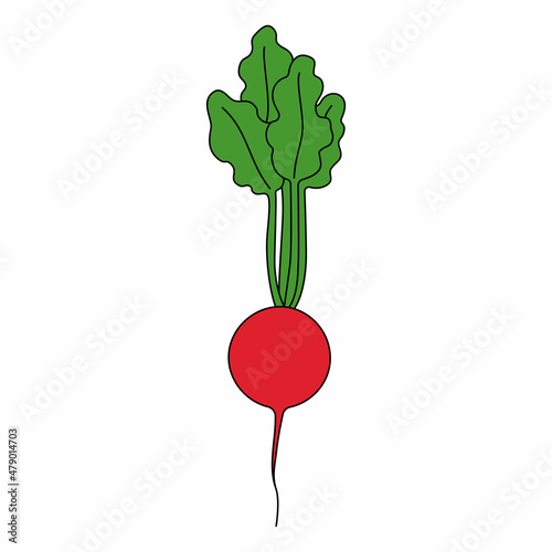 Cartoon vector illustration of radish isolated on white background. Ripe fresh vegetable for cooking, source of vitamins
