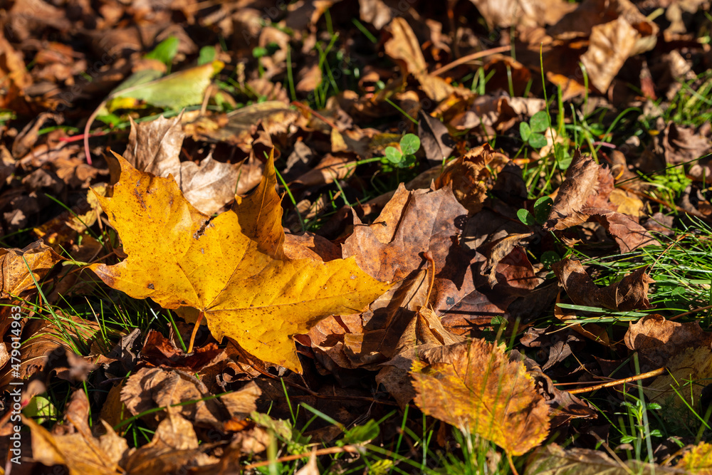 Fallen golden leaf blade of an Acer up of brown leaves and green grass at sunny autumn day. The ground of dry foliage autumn leaves. Beautiful yellow maple leave down on ground at fall. 