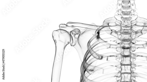 3d rendered illustration of the skeletal joint