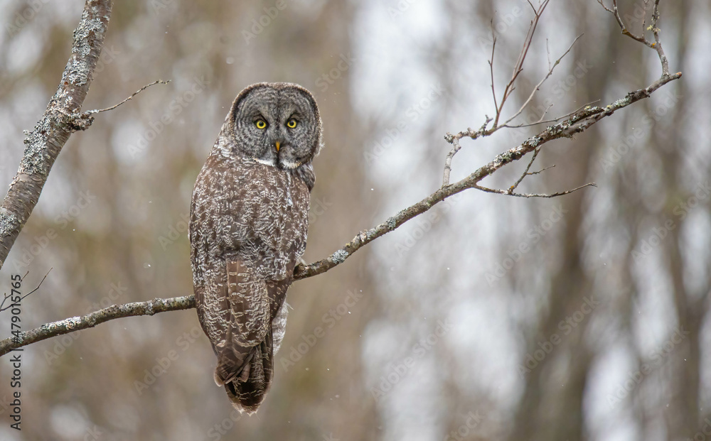 Fototapeta premium Great gray owl in forest 