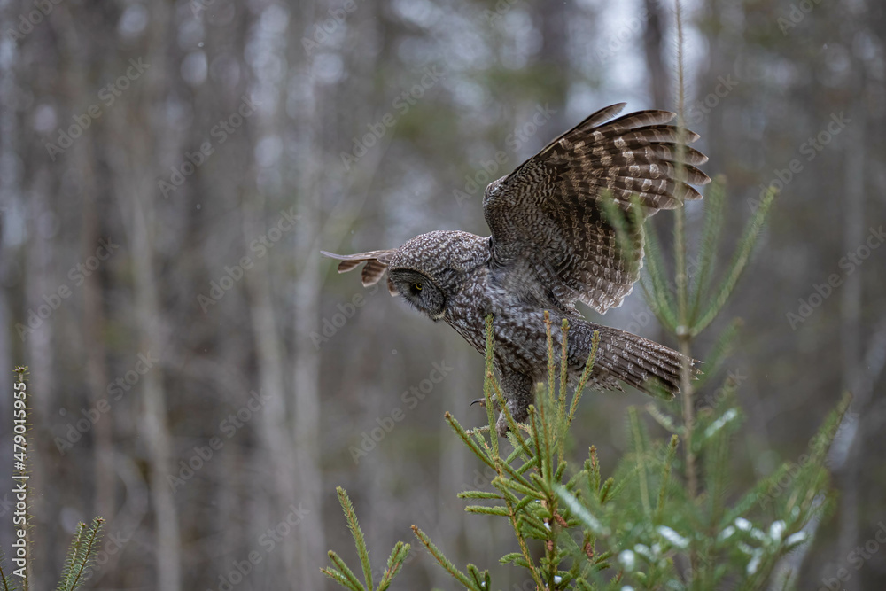 Obraz premium Great gray owl in forest