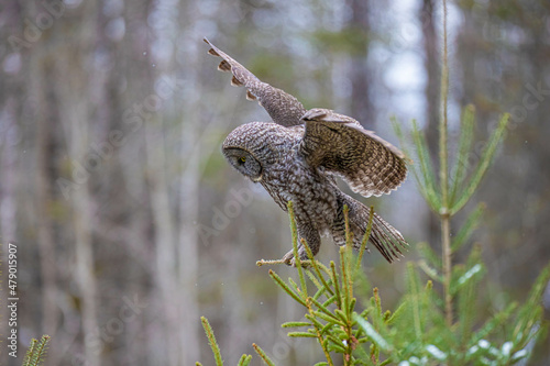 Great gray owl in forest 